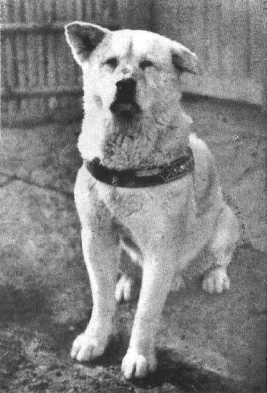 The beloved Hachiko in his later years. Hachiko himself was there for the original unveiling of the statue in his honor in the 1934.
