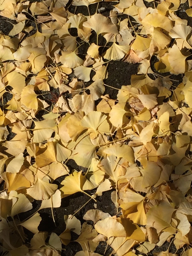 Leaves from a gingko tree