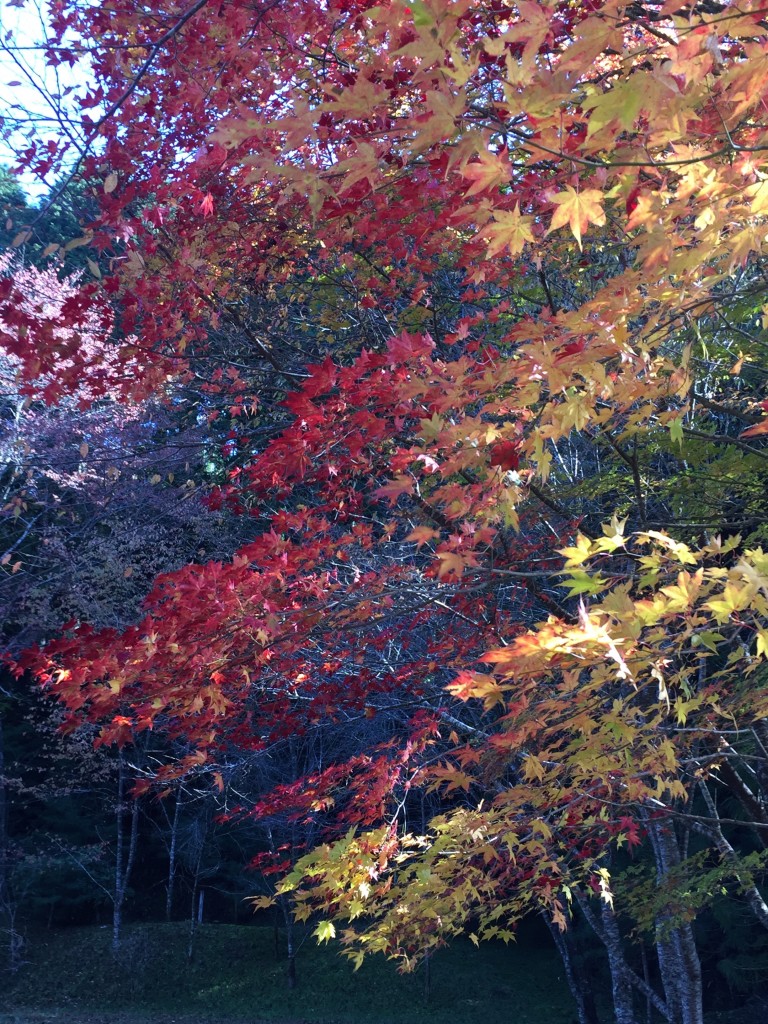 Autumn beauty - Okunoin