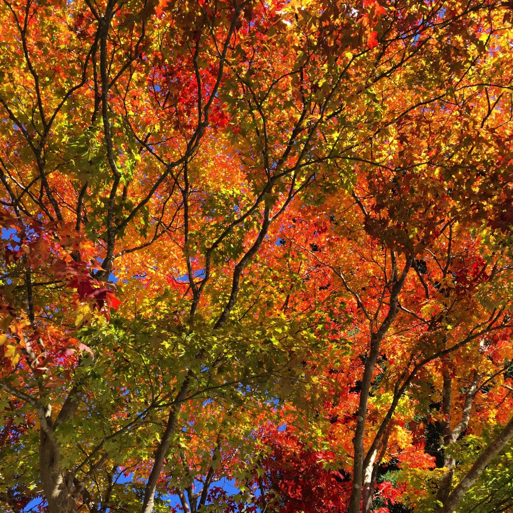 Autumn beauty