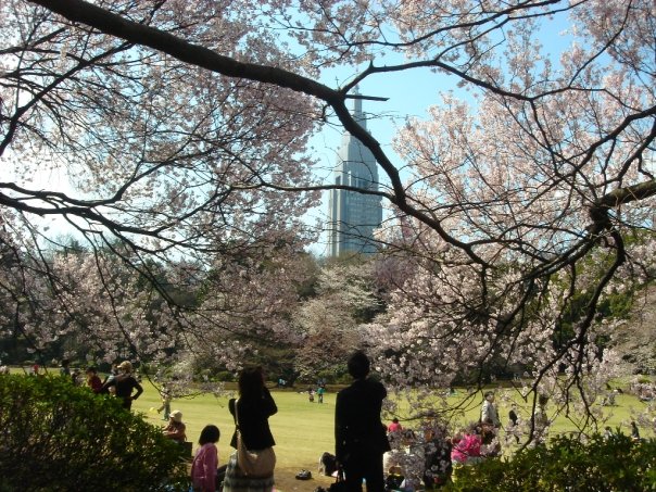 The Best Places to Go in Japan During Cherry Blossom Season
