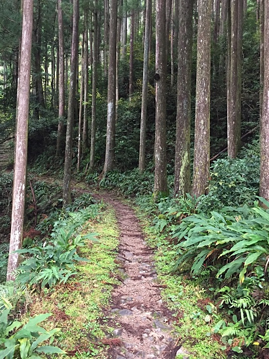 The start of the hardest part of the Kumano Kodo on Day 3 - winding uphill for almost two hours