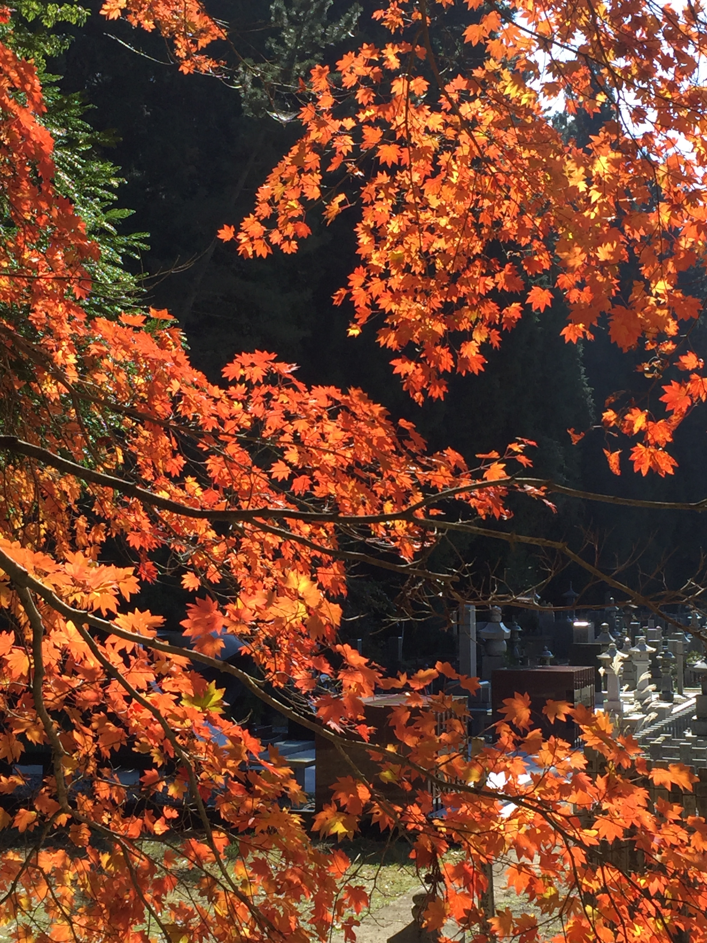 Fall colors on Mt. Koya
