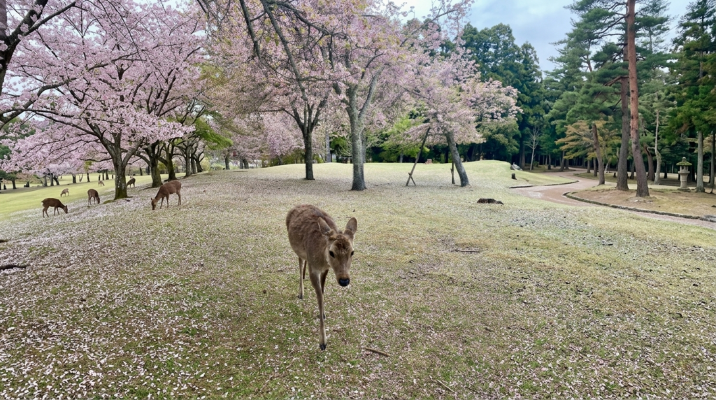 Feeding the deer in Nara Japan