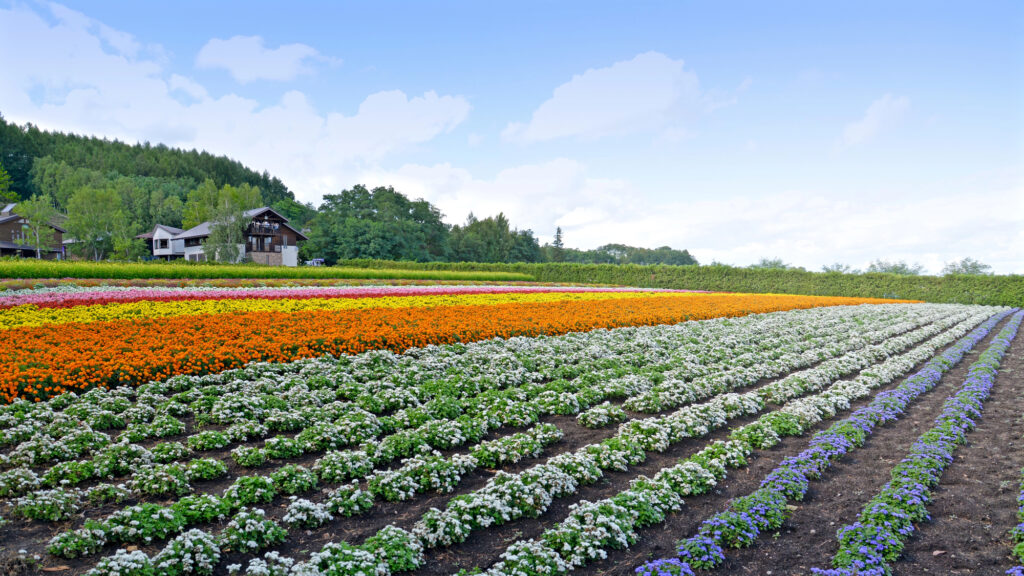 Farm Tomita, Furano, Hokkaido, Japan