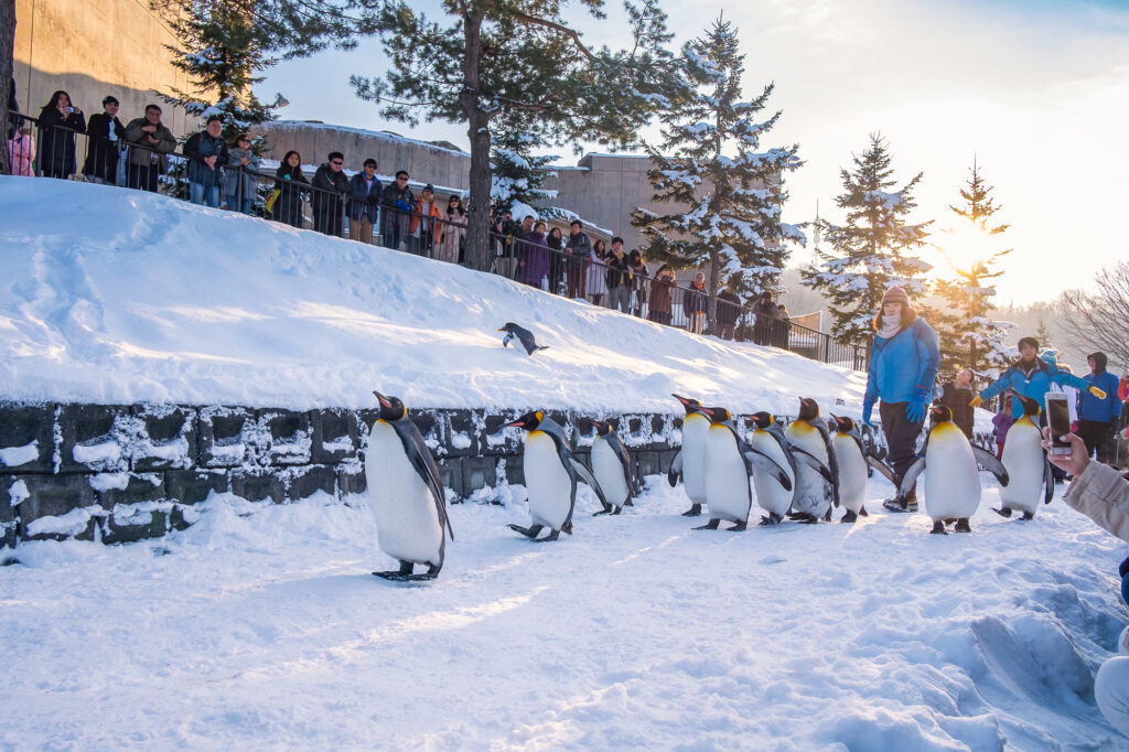 Parade of the penguins in winter at the Asahiyama Zoo, Hokkaido, Japan
