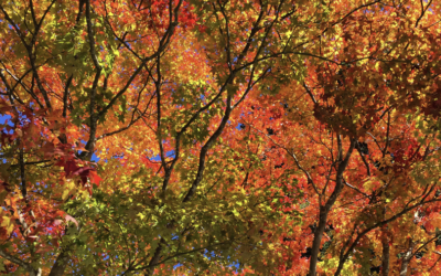 16 Best Places to See Autumn Leaves in Japan in 2026