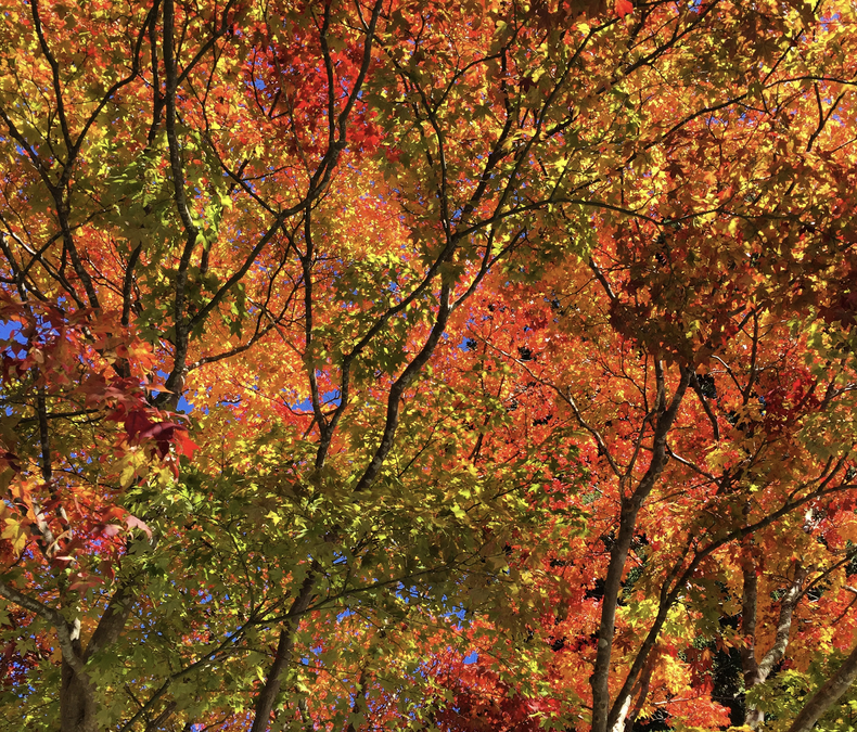16 Best Places to See Autumn Leaves in Japan in 2026