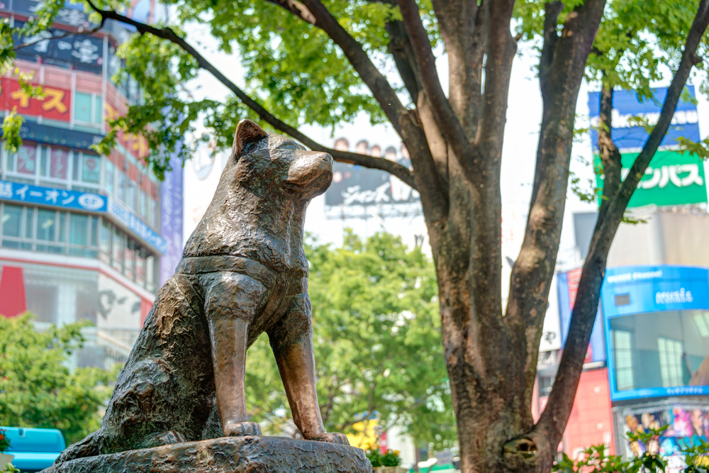 Hachiko, best things to do in Shibuya, Tokyo
